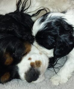 Pet MD - Canine Tabs Plus 365 Count - Advanced Multivitamins for Dogs - Natural Daily Vitamin and Mineral Nutritional Supplement - Liver Flavored Chewable Tablets 27 51dwLQ4PaxL