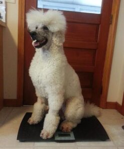 W.C Redmon Precision Digital Pet Scales, Large Large (Pack of 1) 37 51dzrkUkBL