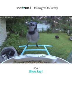NETVUE Birdfy AI - Smart Bird Feeder with Camera, Free AI Forever, Auto Capture & Identify 6000+ Bird Species, Bird Videos for Birdwatching, Ideal Gift for Bird Lover Blue 41 51e4NDUNVKL 1