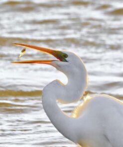 Sigma 150-600mm 5-6.3 Sports DG OS HSM Lens for Canon Canon SLR Mount US Version 95 51eW2lzEdbL