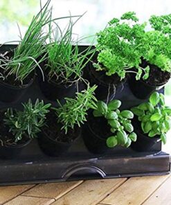 Watex Countertop Garden Kit, Black, Indoor Garden 12 51eXDv Ew5L