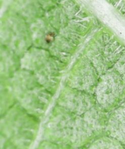 Jiusion WiFi USB Digital Handheld Microscope, 50 to 1000x Wireless Magnification Endoscope 8 LED Mini Camera with Metal Stand Compatible with iPhone iPad Mac Windows Android 43 51ebjp8Yw8L