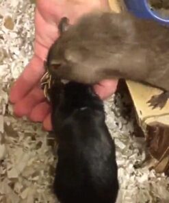 F.M. Brown's Tropical Carnival Natural Select Seeds Treat - Fiber, Antioxidants, and Essential Minerals for Hamsters, Gerbils, Rats, and Mice - 3.5 oz 16 51fD lhxzYL