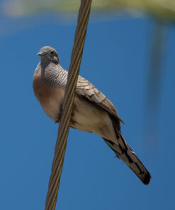 Nikon AF-S FX NIKKOR 80-400mm f.4.5-5.6G ED Vibration Reduction Zoom Lens with Auto Focus for Nikon DSLR Cameras Lens Only 34 51fDUZEB3rL