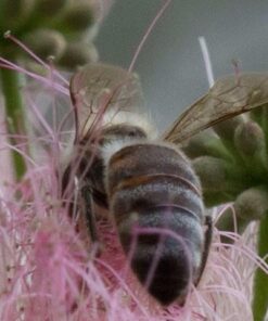 Nikon D500 DX-Format Digital SLR (Body Only), Base 104 51fJt6gt51L