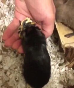 F.M. Brown's Tropical Carnival Natural Select Seeds Treat - Fiber, Antioxidants, and Essential Minerals for Hamsters, Gerbils, Rats, and Mice - 3.5 oz 17 51fLRQT5A5L