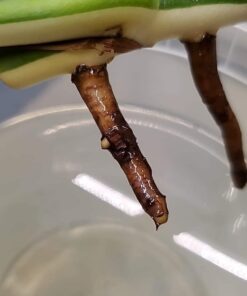 General Hydroponics RapidStart, Plant Food, 1-0.5-1, 275 mL. 30 51fWBcPJprL