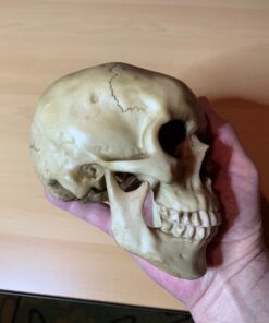 Grinning Highly Realistic Replica Human Skull Statue Home Décor 6.5x4.25x4.6" 36 51fXm aK2DL