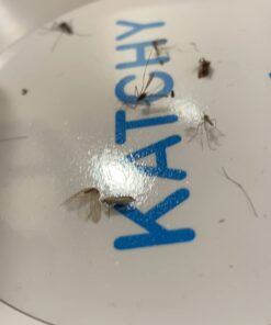 Katchy Indoor Insect Trap - Catcher & Killer for Mosquitos, Gnats, Moths, Fruit Flies - Non-Zapper Traps for Inside Your Home - Catch Insects Indoors with Suction, Bug Light & Sticky Glue (White) Original White 42 51fctDUh9L 1