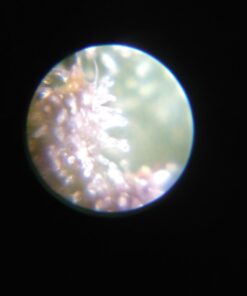 Carson 60x-75x MicroMax LED Lighted Pocket Microscope (MM-200) MicroMax (MM-200) 33 51fhz4IDlL