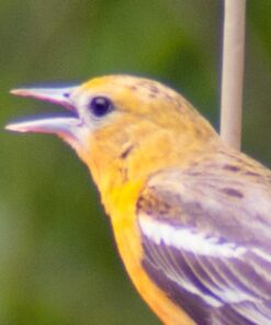 Big Mike’s High-Power 500mm/1000mm f/8 Manual Telephoto Lens for Nikon DSLR, Black 51 51fwXHrfItL