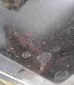 JT Eaton 421CL Repeater Multiple Catch Mouse Trap with Clear Inspection Window 24 51fy7fWylL