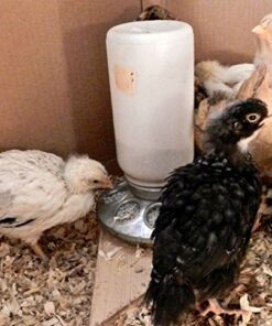 Rocky Mountain Goods Chick Feeder Base for Jar - Jar Feeder for Small Birds and Chickens - Galvanized Rust Proof Steel - 8 Feed Holes - Easy to Attach Glass or Plastic jar 8 51g6ddQmiL