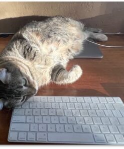 Natural Balance Fat Cats Low-Calorie Dry Cat Food for Overweight Adult Cats, Chicken Meal, Salmon Meal, Garbanzo Beans, Peas & Oat Groats Recipe, 6 Pound (Pack of 1) Chicken Meal, Salmon Meal, Beans, Peas, Oats 6.00 Pound (Pack of 1) 29 51g8kZMDFuL