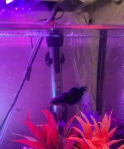 API STRESS COAT Aquarium Water Conditioner 16-Ounce Bottle 16 oz Aquarium Treatment 37 51gcItjz2CL