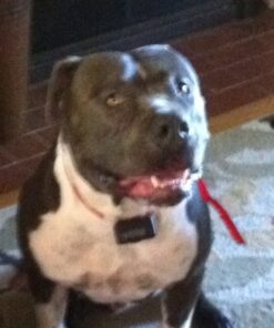 PetSafe Basic Bark Control Collar for Dogs 8 lb. and Up, Anti-Bark Training Device, Waterproof, Static Correction, Canine - Automatic Dog Training Collar to Decrease Barking, PBC-102 35 51gew4H3YzL