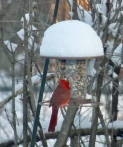 Perky-Pet 312-1SR Outdoor Panorama Wild Bird Feeder - 2 Lb Seed Capacity Brown 40 51gmH1pI24L