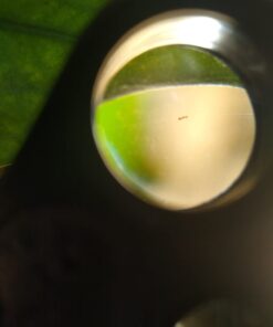 2,000 Live Adult Predatory Mites - A Mix of Predatory Mite Speciesl - Ships Next Business Day!l 13 51hAytOagL