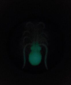 Glow in the Dark Insects - 144 Pieces - Party Favor and Prank Toys - Assorted Reptiles and Bugs Toys – Great for Halloween, Birthday Parties, Piñatas, Prizes and More - by Skeleteen 21 51hDX0VyVLL