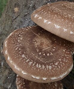 12" Mushroom Log DIY Shiitake Mushrooms Ready to Grow Your Own 15 51hFSHABEaL