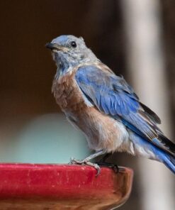 Nikon AF-S FX TC-14E III (1.4x) Teleconverter Lens with Auto Focus for Nikon DSLR Cameras 27 51hJk2DBLCL