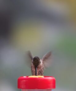 Perky-Pet 202F Replacement Yellow Feeder Flowers 3W x .77D ins. 17 51hSEdL65xL