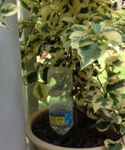 Blumat Bottle Adapter (3 Pack): Self Watering Spikes/Houseplant Watering Stakes, Automatic Irrigation System, Use When On Vacation,Terracotta Spikes to use with Recycled Plastic Water Bottles (3 Pack) 22 51hnnROuXBL