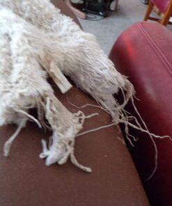 Multipet Plush Dog Toy, Lambchop, 10", White/Tan, Small 10" 49 51hy5hCEclL