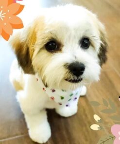 Merrick Grain Free Puppy Chicken Sweet Potato Recipe Dry Dog Food (4 lb) Puppy Real Chicken + Sweet Potato 4 Pound (Pack of 1) 30 51hzmATy8ZL