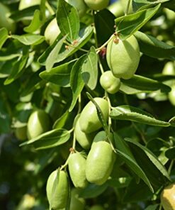 US Organic Jojoba Oil, USDA Certified Organic,100% Pure & Natural, Cold Pressed Virgin, Unrefined, Haxane Free, Sourced from Middle East Directly (Medium (4oz, 115ml)) 4 Fl Oz (Pack of 1) 15 51i1oocdm9L 1