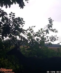 Wildlife Research Center Scrape Dripper Only 20 51iAk4lcMZL