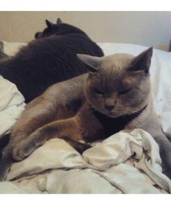 Comfort Zone Calming Diffuser Kit for Cat Calming Single Diffuser Kit Old Feliway Formula 44 51ilEbN2KrL