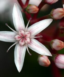 Hobbit Jade Plant - Crassula ovuta - Easy to Grow - 4.5" Pot 18 51ix2td48oL