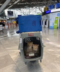 Petmate Sky Kennel Pet Carrier, 36 Inch, Made in USA 36.0"L x 25.0"W x 27.0"H 75 51ixSYGgkbL