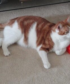 Comfort Zone Calming Diffuser Kit for Cat Calming Single Diffuser Kit Old Feliway Formula 49 51jFUfq29L