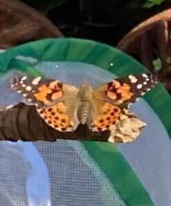 Butterfly Garden: Farm Habitat and Live Cup of Caterpillars – Life Science & STEM Education Butterfly Farm 43 51jNbv9JI6L 1