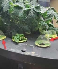 AeroGarden Salsa Garden Seed Pod Kit, 7 42 51jnK8aqLuL