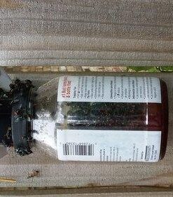 TERRO T380 Outdoor Reusable Fly Magnet Fly Trap - Poison Free Fly Killer and Trap with Bait 41 51jwmfkDgqL