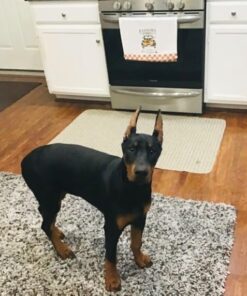 MidWest Homes for Pets Newly Enhanced Single Door iCrate Dog Crate, Includes Leak-Proof Pan, Floor Protecting Feet, Divider Panel & New Patented Features 22.5"L x 13.5"W x 16.0"H 32 51kRxpiLJWL