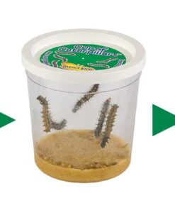 Butterfly Garden: Farm Habitat and Live Cup of Caterpillars – Life Science & STEM Education Butterfly Farm 31 51kdLBgC5HL
