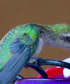 Kaytee Hummingbird ElectroNectar Wild Bird Food, Ready to Use, 64 Ounces 64 oz Ready To Use 34 51lY TvVQ7L