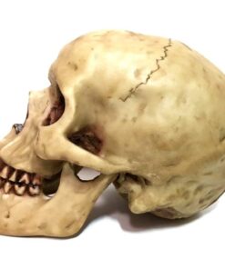 Grinning Highly Realistic Replica Human Skull Statue Home Décor 6.5x4.25x4.6" 28 51laI8218lL