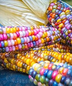 Glass Gem Indian Corn Heirloom Seed - The Most Beautiful Corn in the World! 31 51lcSxRYoL
