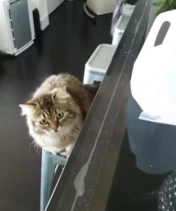 Sticky Paws Pioneer Pet Roll (32.8 feet) Roll (32.8 ft) 44 51ljPMpkuGL