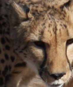 Canon EF-S 55-250mm f/4.0-5.6 is II Telephoto Zoom Lens Base Standard Packaging 40 51lmd244rlL