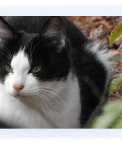 Fujifilm Instax Mini Instant Film, 10 Sheets of 5 Pack × 2 (100 Sheets) 27 51lxwGJ3rDL