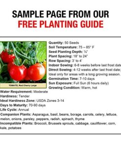 Heirloom Vegetable Seeds Non GMO Survival Seed Kit - Part of Our Legacy and Heritage - 50 Varieties 100% Naturally Grown- Best for Gardeners Who Raise Their Own Healthy Food 1 33 51m8dVjRfL