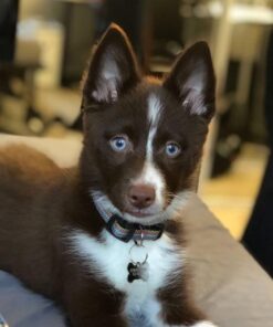 Hill's Science Diet Dry Dog Food, Puppy, Chicken Meal & Barley Recipe, 30 lb. Bag Puppy Dry 30 Pound (Pack of 1) 51 51mAxEr69L