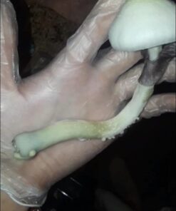 Anthony's Brown Rice Flour, 5 lb, Batch Tested and Verified Gluten Free, Product of USA 5 Pound (Pack of 1) 22 51mWExYx5HL