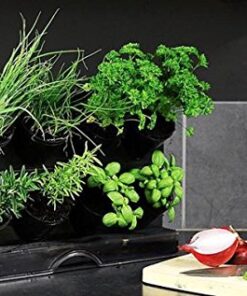 Watex Countertop Garden Kit, Black, Indoor Garden 13 51mgzKGSkL